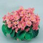 Begonia Super Olympia Pink 1,000 seeds