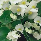 Begonia Ambassador White 1,000 seeds