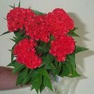 Celosia Chief Fire 1,000 seeds