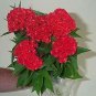Celosia Chief Fire 1,000 seeds