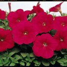 Petunia Dreams Neon Rose 1,000 seeds