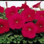 Petunia Dreams Neon Rose 1,000 seeds