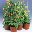 Mina (Spanish Flag) Jungle Queen 100 seeds