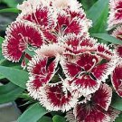 Dianthus Ideal Select Cherry Picotee 250 seeds