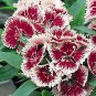 Dianthus Ideal Select Cherry Picotee 250 seeds