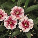 Dianthus Ideal Select Whitefire 250 seeds