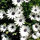 Osteospermum Sky and Ice 250 seeds