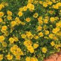 Dahlberg Daisy Golden Fleece 5,000 seeds