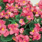 Begonia Ambassador Pink 1,000 seeds