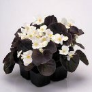 Begonia Nightlife White 1,000 seeds