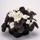 Begonia Nightlife White 1,000 seeds