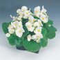 Begonia Sprint+ White 1,000 seeds