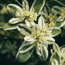 Euphorbia Summer Icicle 250 seeds