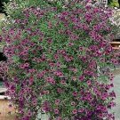 Petunia integrifolia var integrifolia 1,000 seeds
