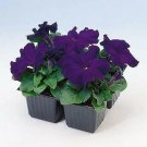 Petunia LimboGP Blue 500 seeds