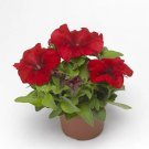 Petunia Duvet Red 500 seeds