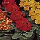 Calceolaria Valentine Hybrids 1,000 seeds