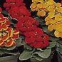 Calceolaria Valentine Hybrids 1,000 seeds