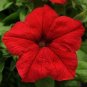 Petunia EZ Rider Red 500 seeds