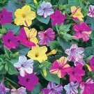 Mirabilis Kaleidoscope 100 seeds