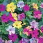 Mirabilis Kaleidoscope 100 seeds