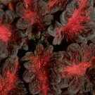 Coleus Black Dragon 500 seeds