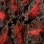 Coleus Black Dragon 500 seeds