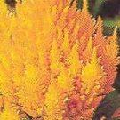Celosia Castle Orange 500 seeds
