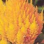 Celosia Castle Orange 500 seeds