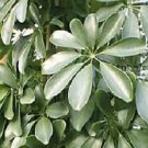 Schefflera arboricola 500 seeds