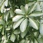 Schefflera arboricola 500 seeds