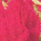 Celosia Castle Scarlet 500 seeds