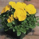 Pansy Magnum Yellow-Clear 250 seeds