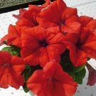 Petunia LimboGP Red 500 seeds