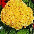 Celosia Chief Gold 1,000 seeds