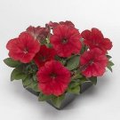 Petunia Damask Red 500 seeds