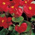 Begonia Ambassador Scarlet 1,000 seeds