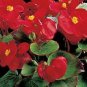Begonia Ambassador Scarlet 1,000 seeds