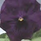 Pansy DeltaPro Violet-Pure 250 seeds