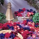 Petunia Aladdin Arabian Night Mix 500 seeds