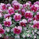 Pansy Nature Frosty Rose 250 seeds