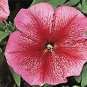 Petunia Aladdin Strawberry Ice 500 seeds