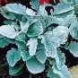 Dusty Miller Cirrus 250 seeds