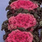 Flowering Kale Nagoya Rose 500 seeds