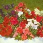 Petunia Titan Mix 1,000 seeds
