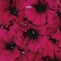 Petunia Aladdin Burgundy 500 seeds