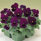 Pansy Nature Plum Purple 250 seeds