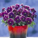 Pansy Nature Rose Picotee 250 seeds