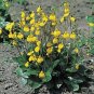 Calceolaria Goldcap 500 seeds