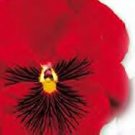 Pansy DeltaPro Red-Pure 250 seeds